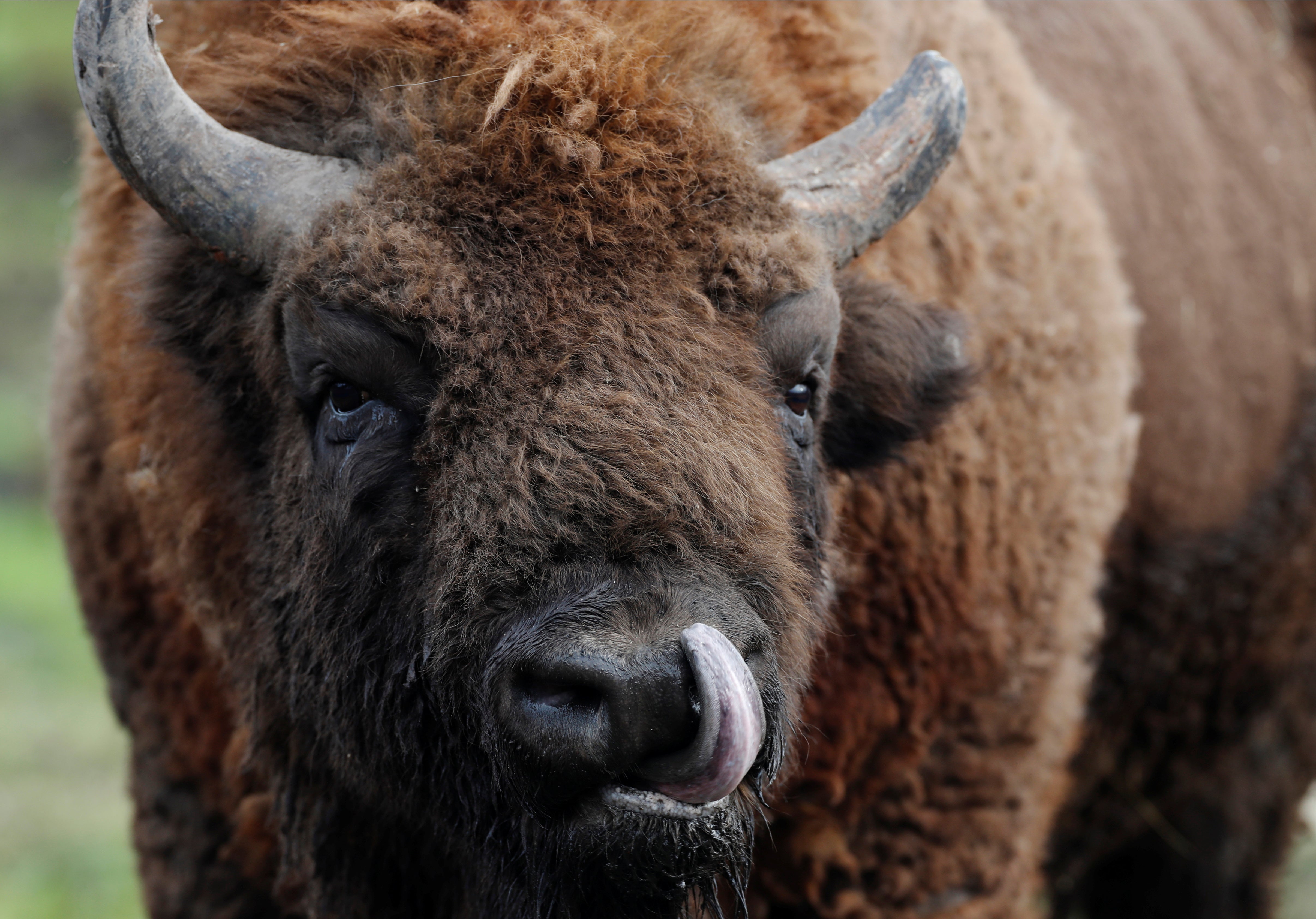 First-ever Bison rangers wanted in UK