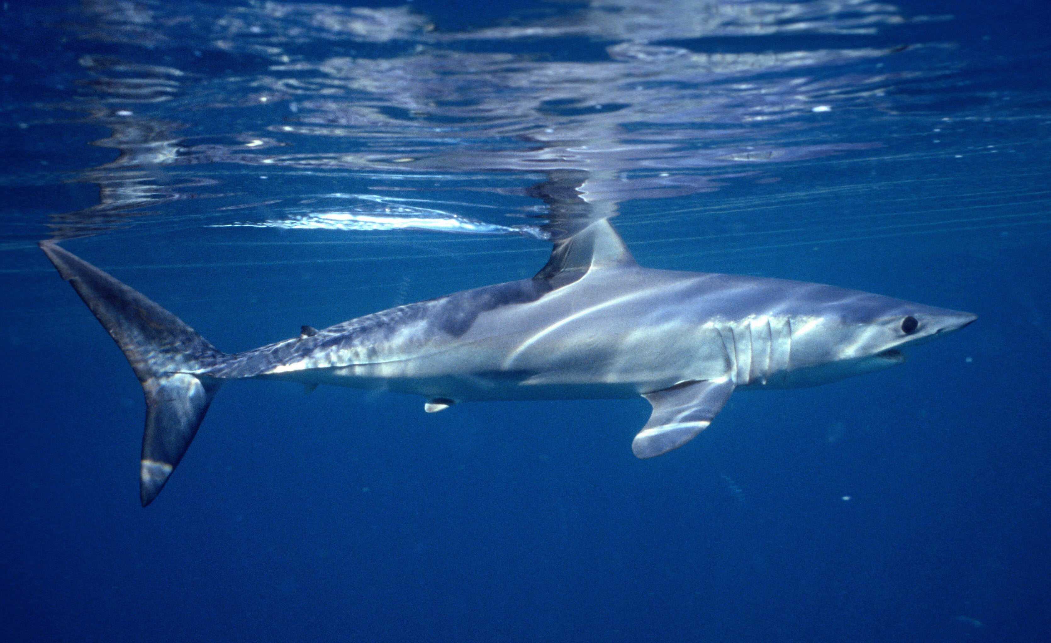 Shark and ray populations plunged by 71.1% between 1970 and 2018