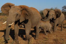 ‘A crime against nature’: Sale of African elephants linked to corruption, critics fear