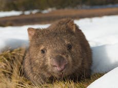 Scientists discover how wombats produce square poo from a round hole