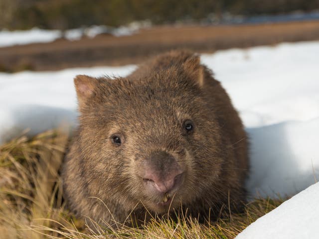 <p>Wombats are a protected marsupial species unique to Australia</p>