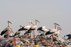 New law will pull veil of secrecy over government environment and climate failures, campaigners warn