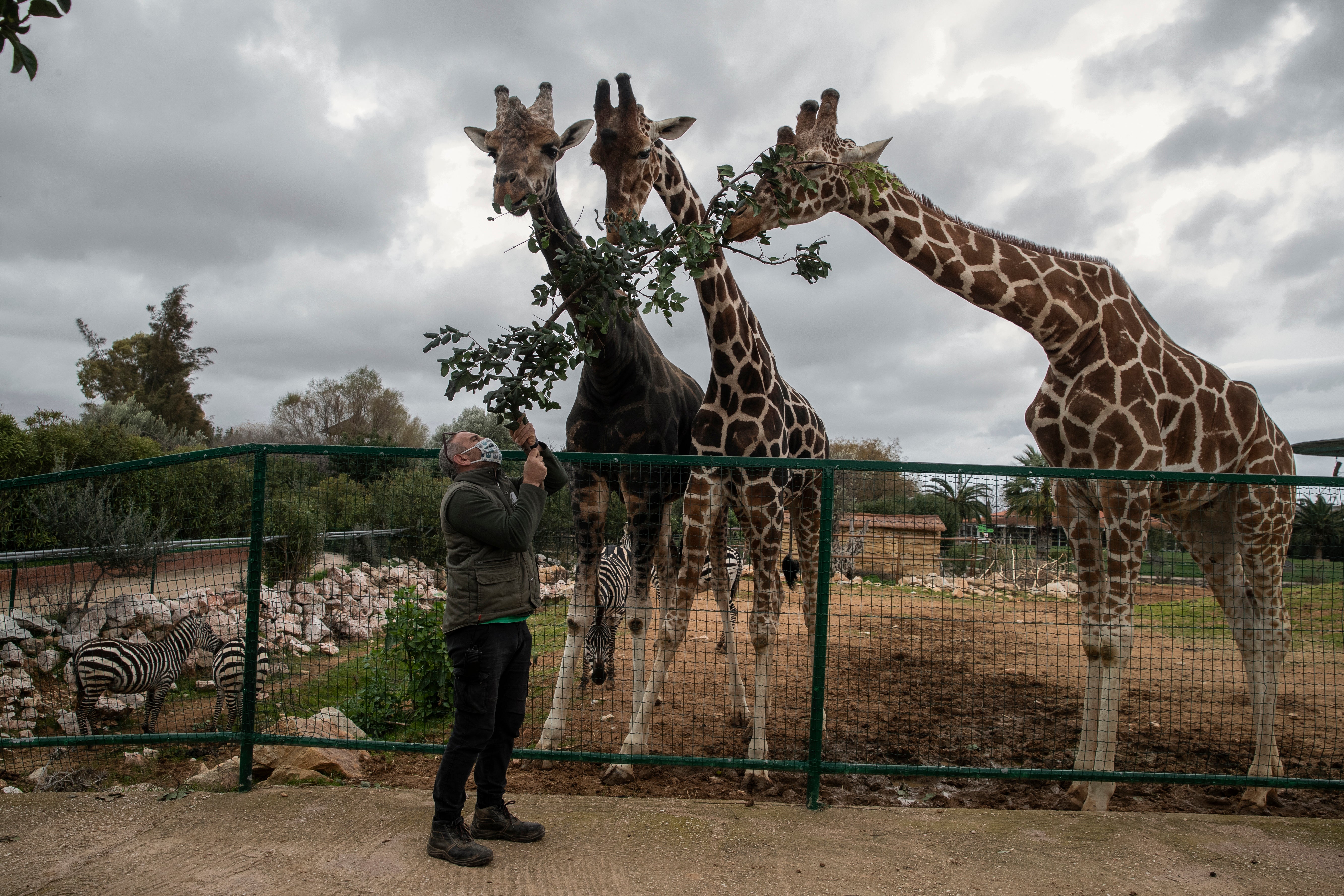 Virus Outbreak Greece Zoo