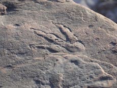 Dinosaur footprint discovered on Welsh beach by four-year-old girl