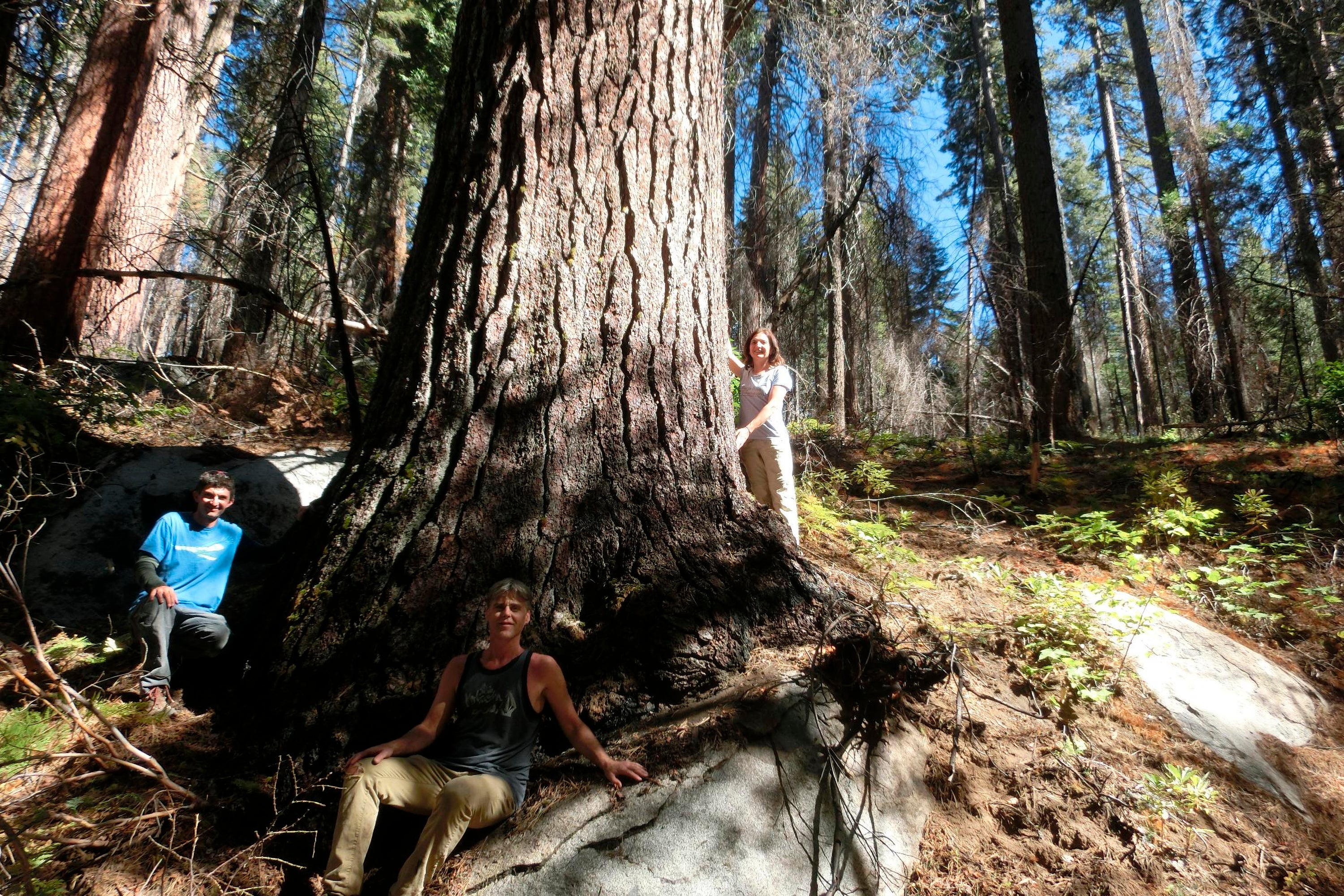 Giant Trees-Sierra Nevada