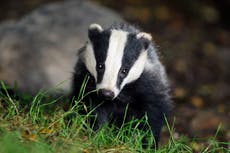 Badgers facing ‘extinction risk’ if culling continues, wildlife charities warn