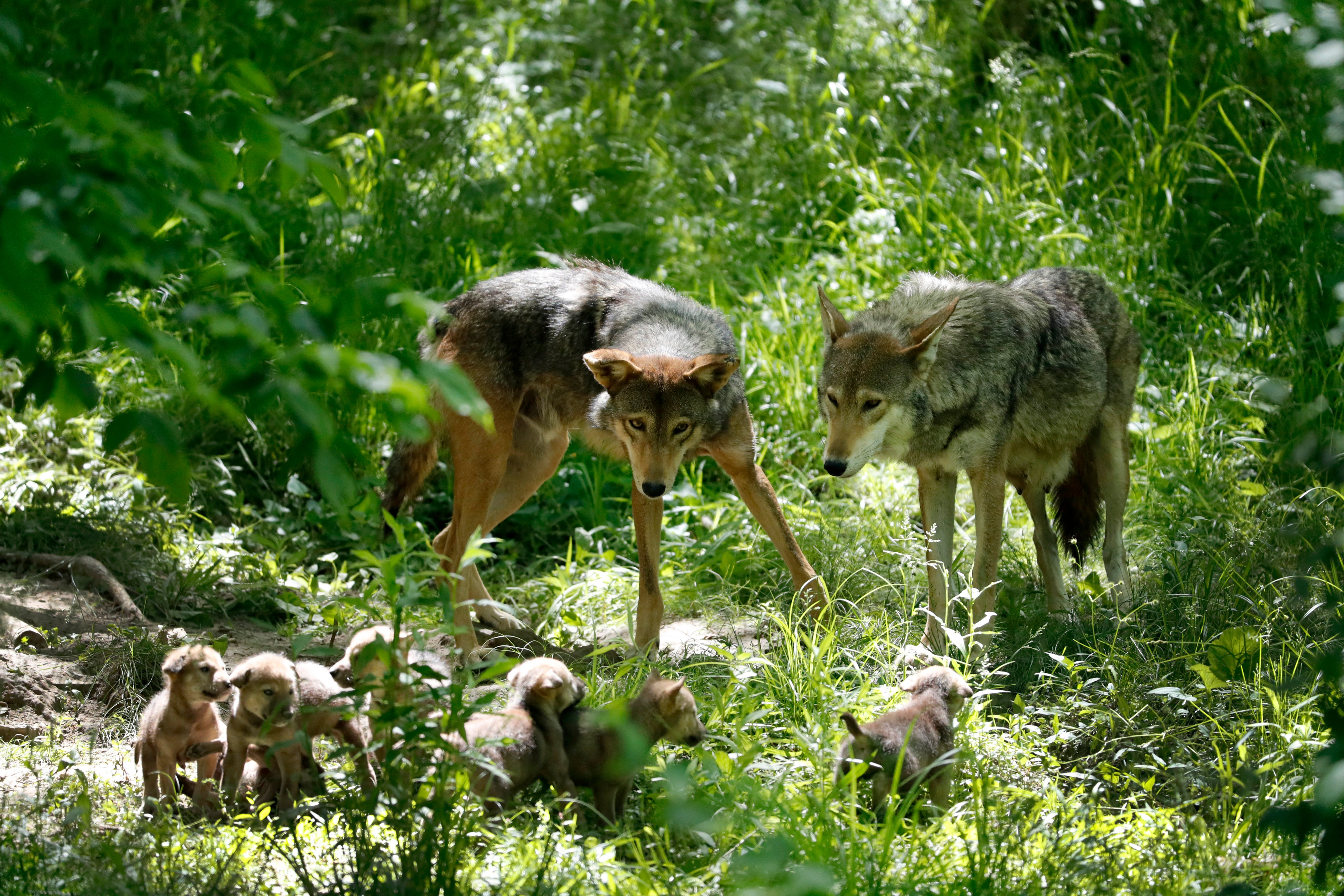 Endangered Wolves St. Louis Zoo