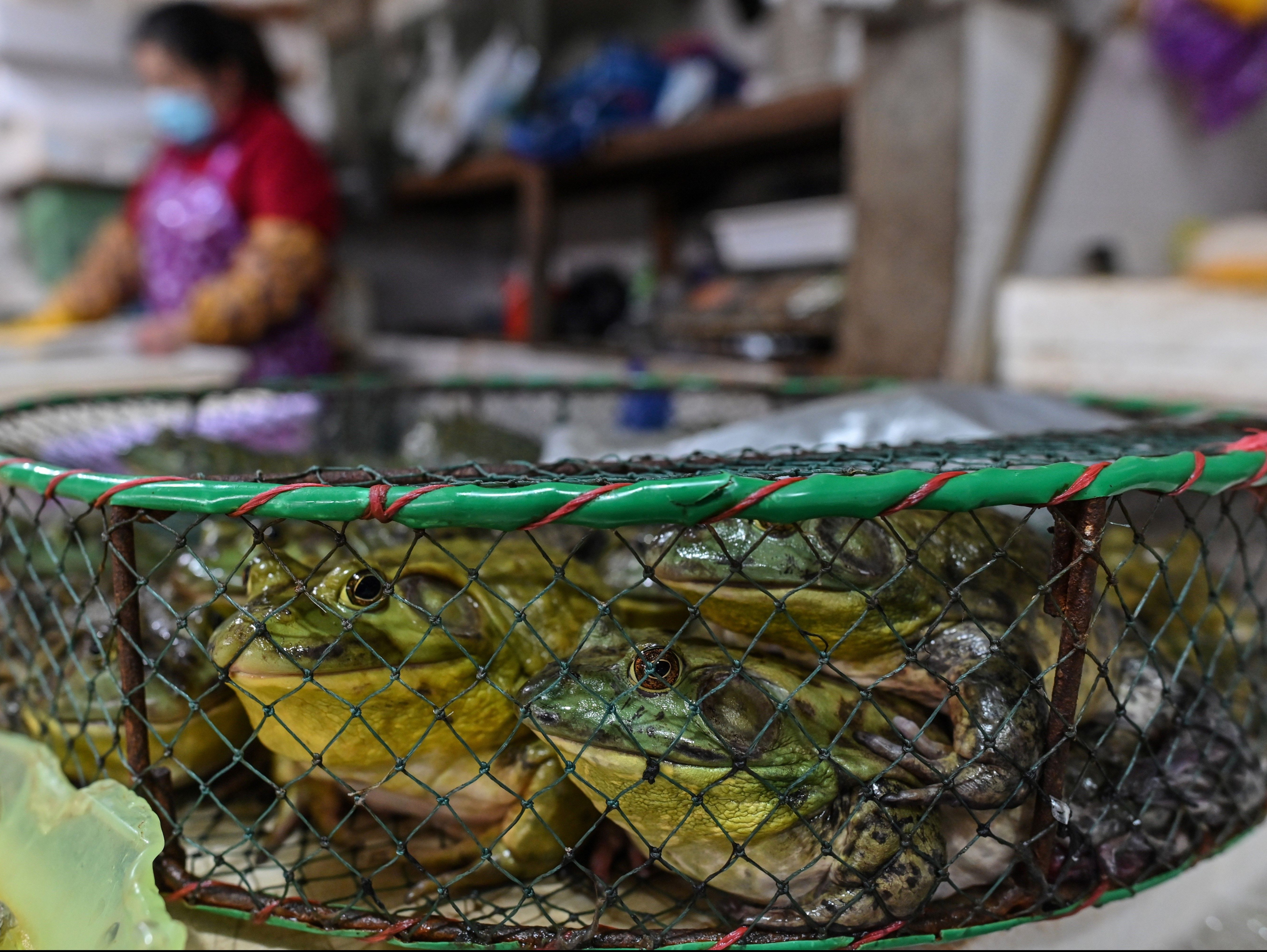 Frogs displayed for sale at a wet market in Shanghai in April 2020