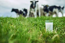 Drought and disease exposure led to Europeans adapting to milk consumption, study suggests
