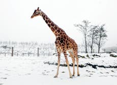 Yellow warnings for snow and rain in Northern England 