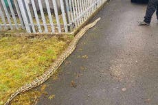 14ft python found curled up outside Scottish pub
