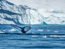 Arctic Ocean was covered by kilometre-thick ice shelf and filled entirely with freshwater, ‘surprising’ new evidence reveals