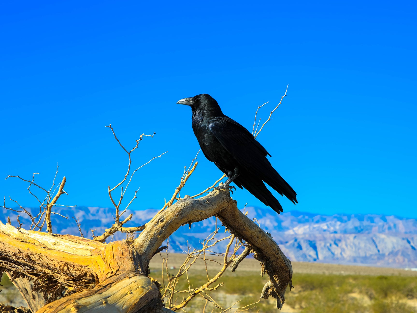 A raven in Death Valley, part of the Mojave Desert in California