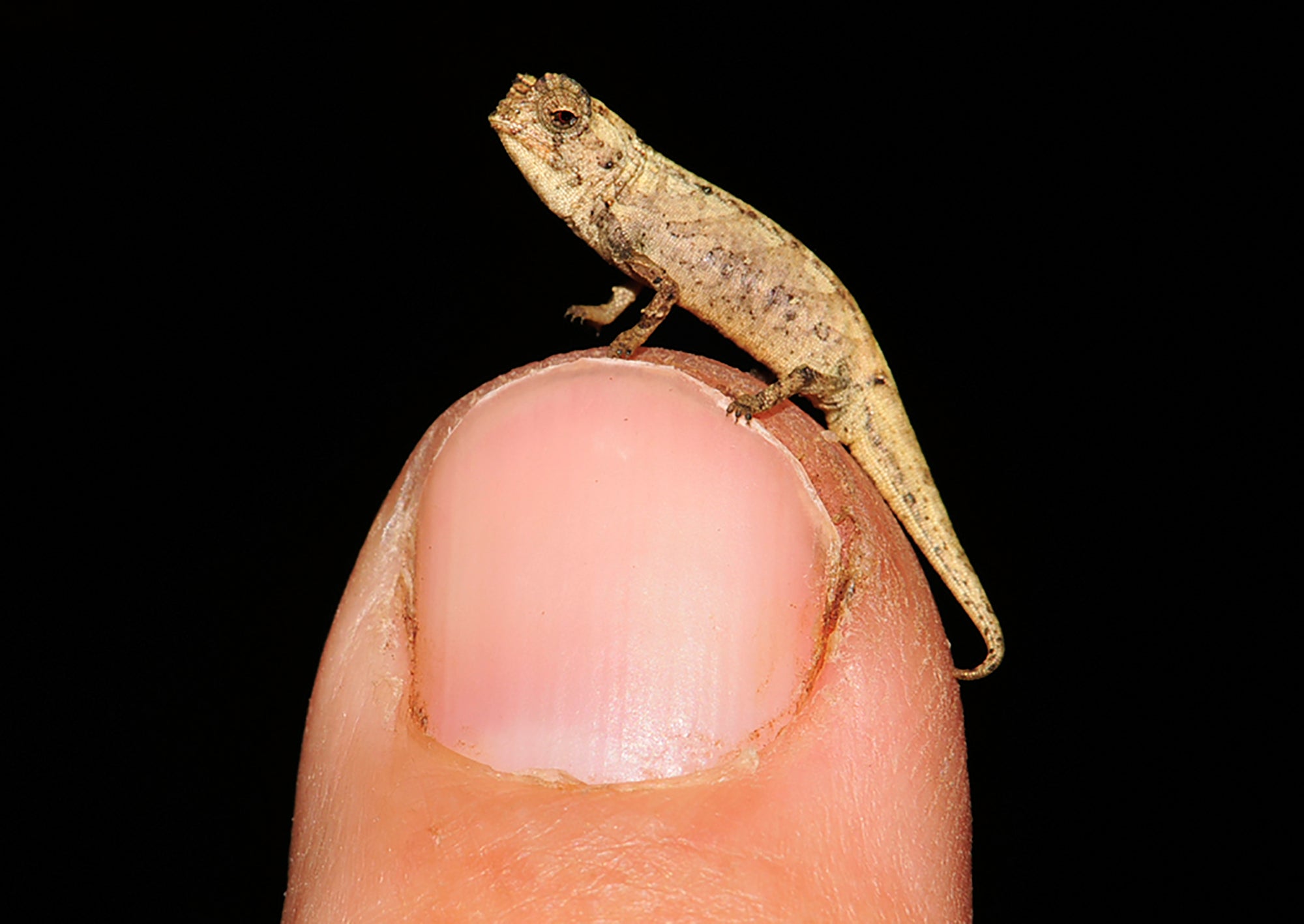 Madagascar Tiny Chameleon