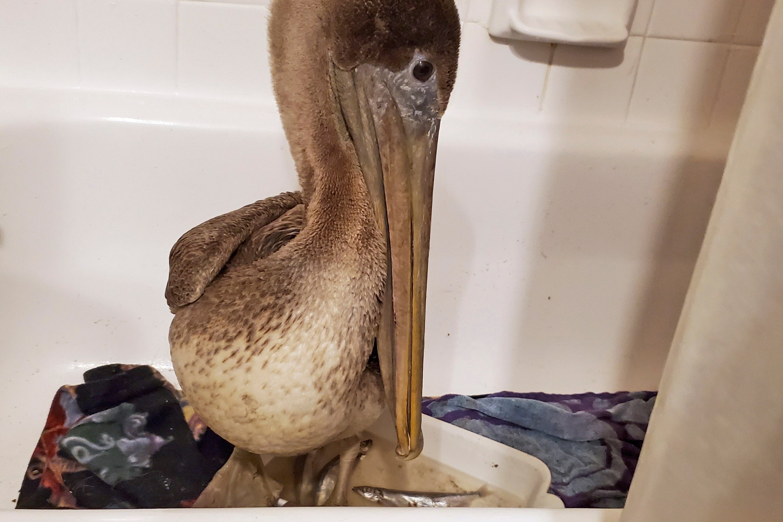 Wayward Pelican