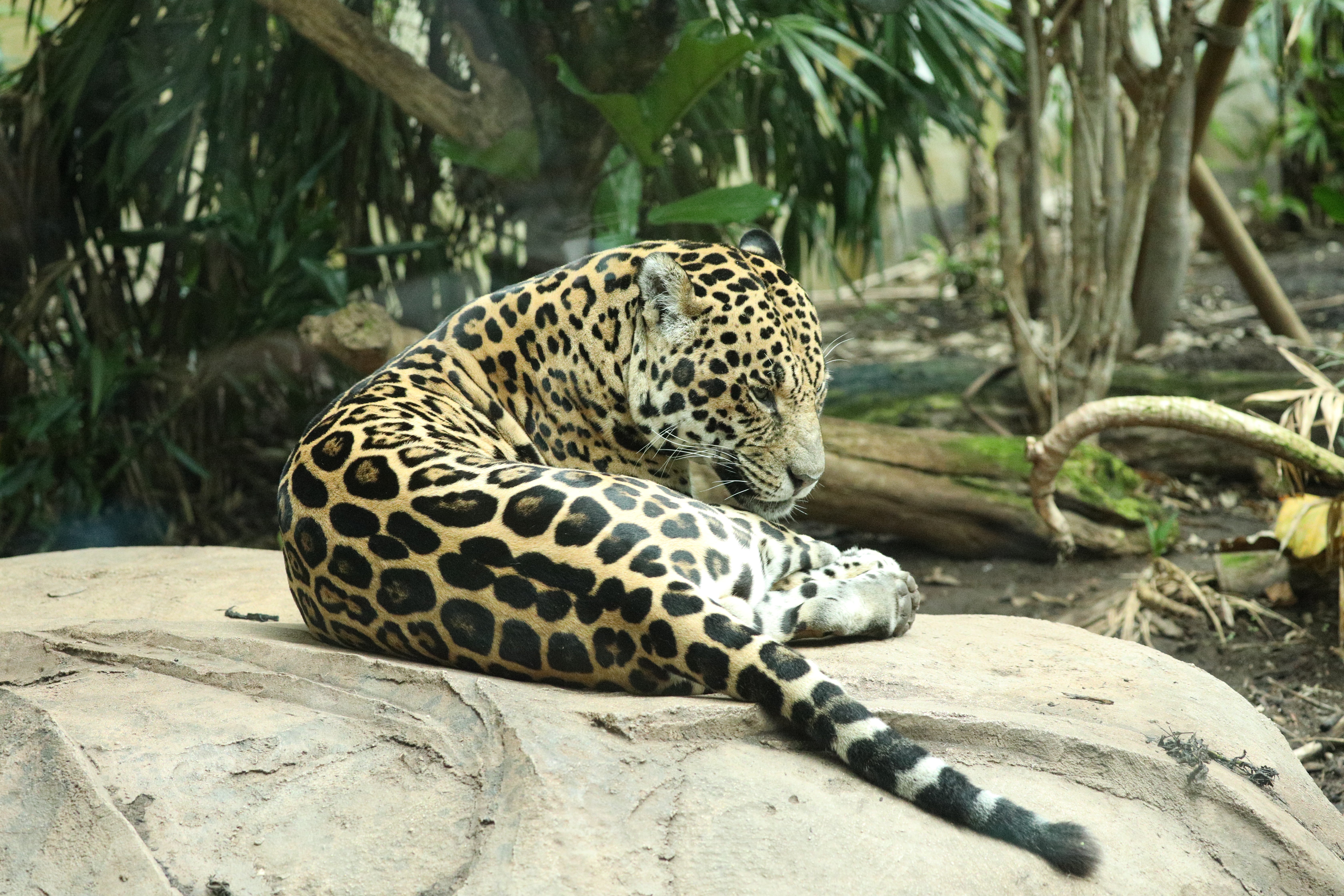 The US-Mexico border wall could restrict the movement of jaguars as they shift between countries to find more hospitable places to live due to climate change