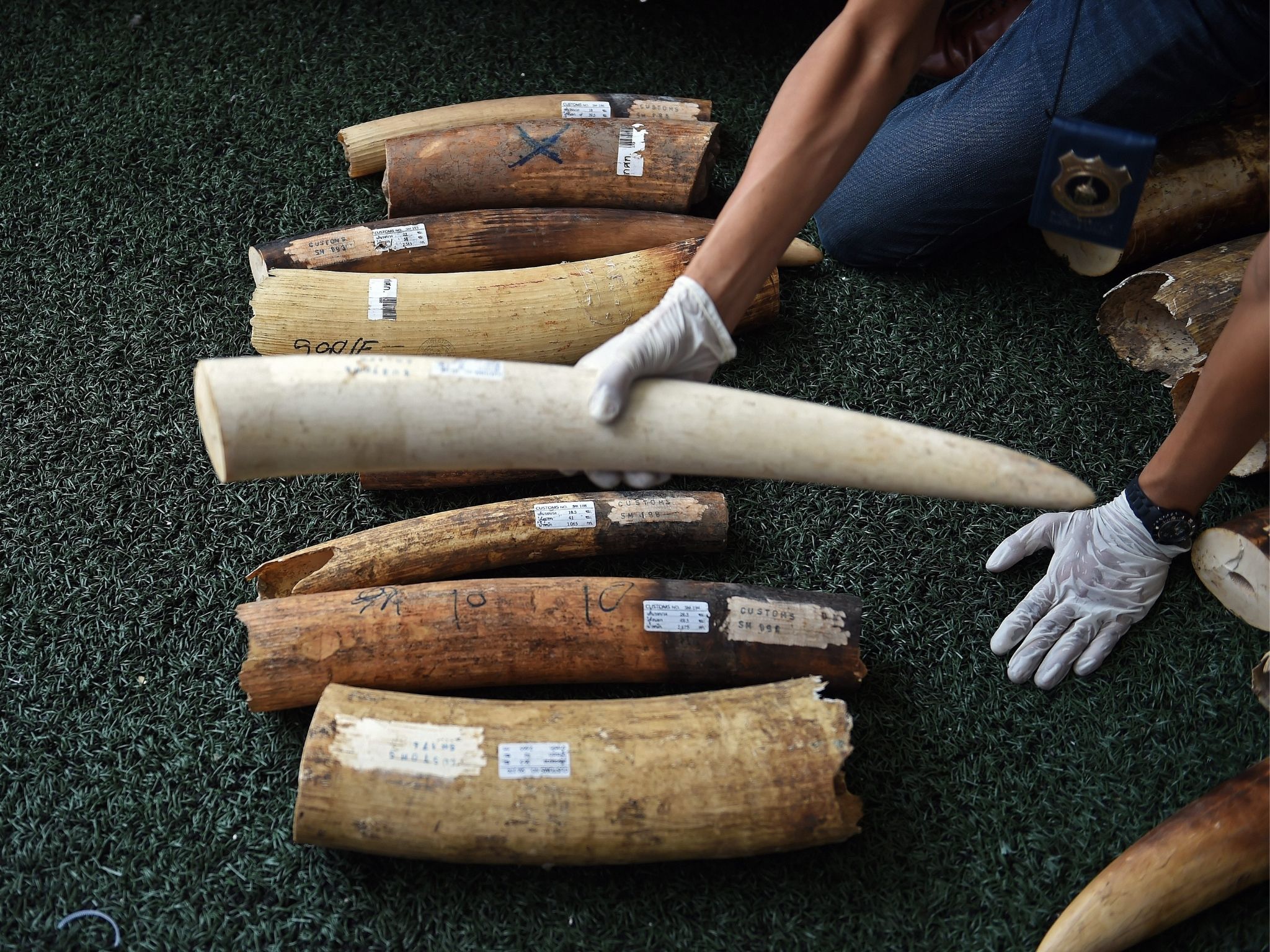 Customs officials display elephant tusks seized in Thailand