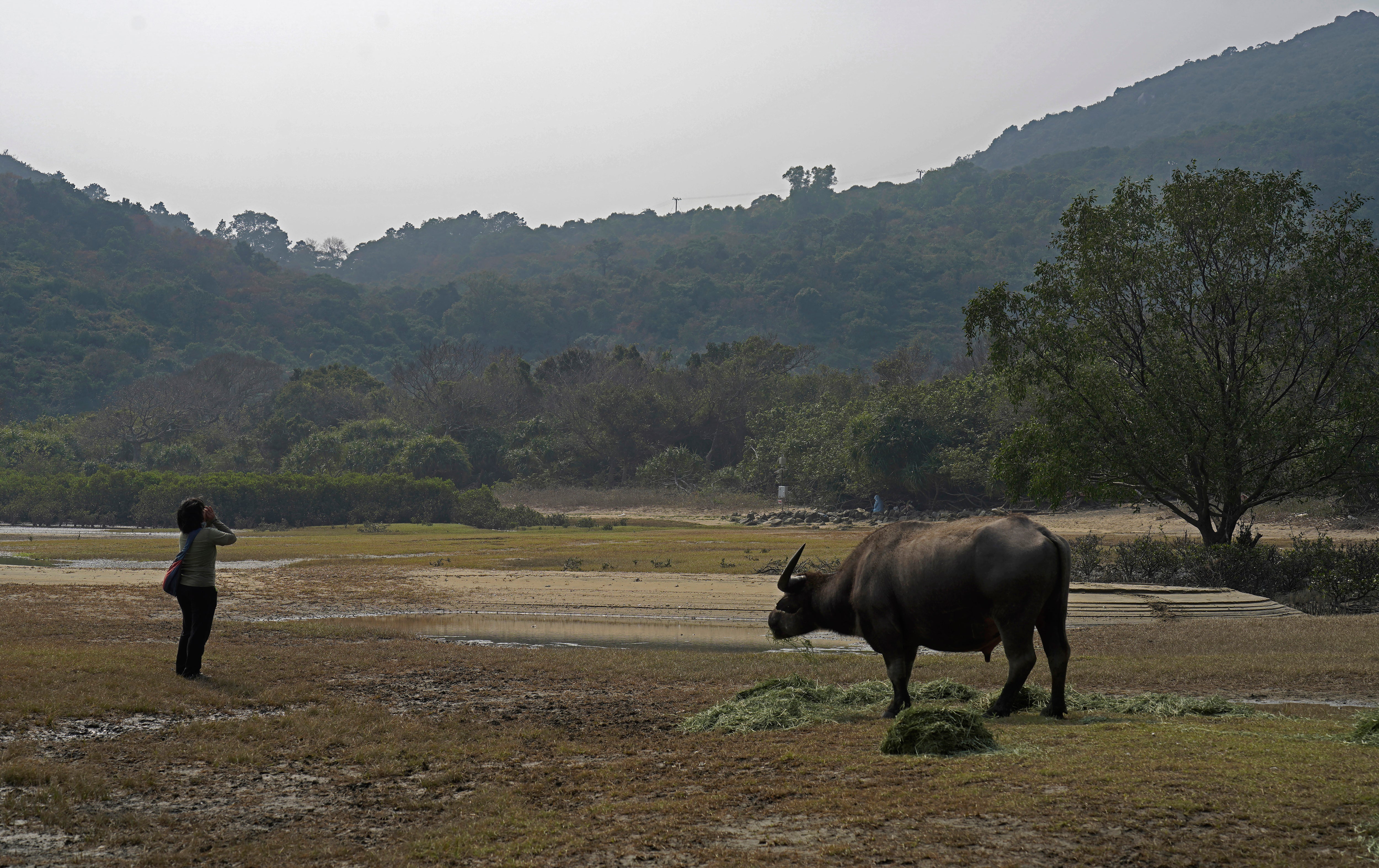 Hong Kong Year of Ox Photo Gallery