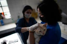 South Korea to give free Covid tests to pet cats and dogs