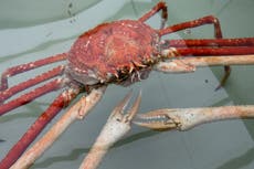 Cornish fishers renaming species unpopular with British buyers after Brexit disrupts EU market