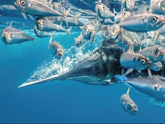 A striped marlin picked up the Behaviour award