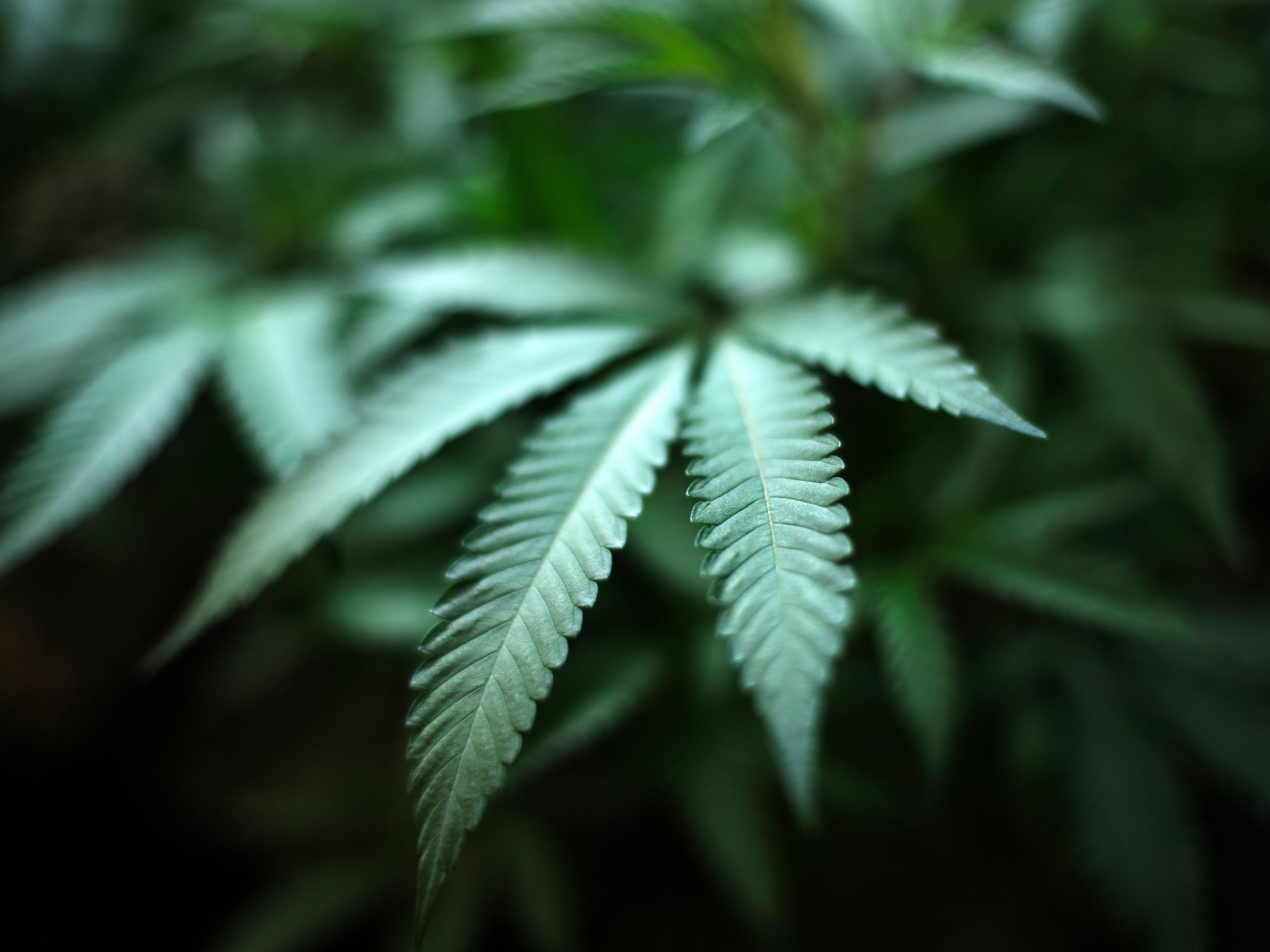 South Dakota judge overturns public’s decision to legalise cannabis