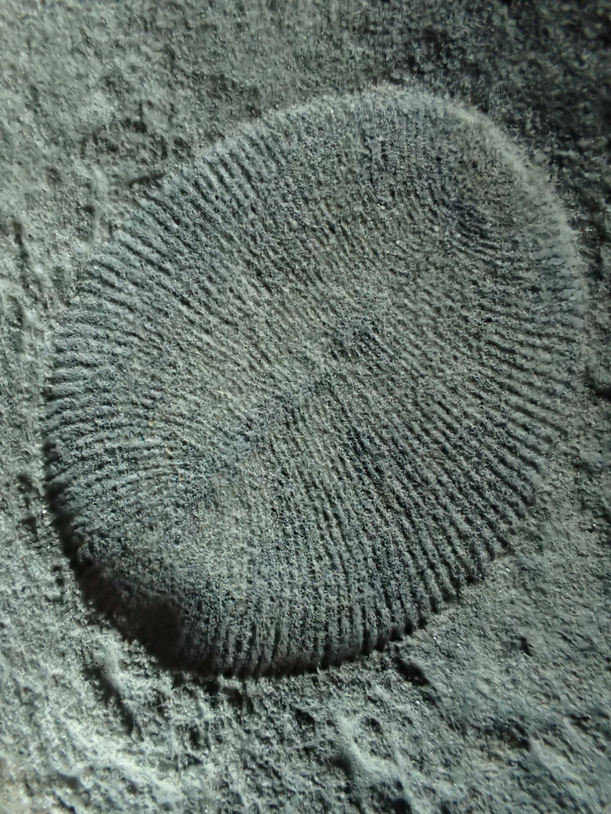 A Dickinsonia fossil