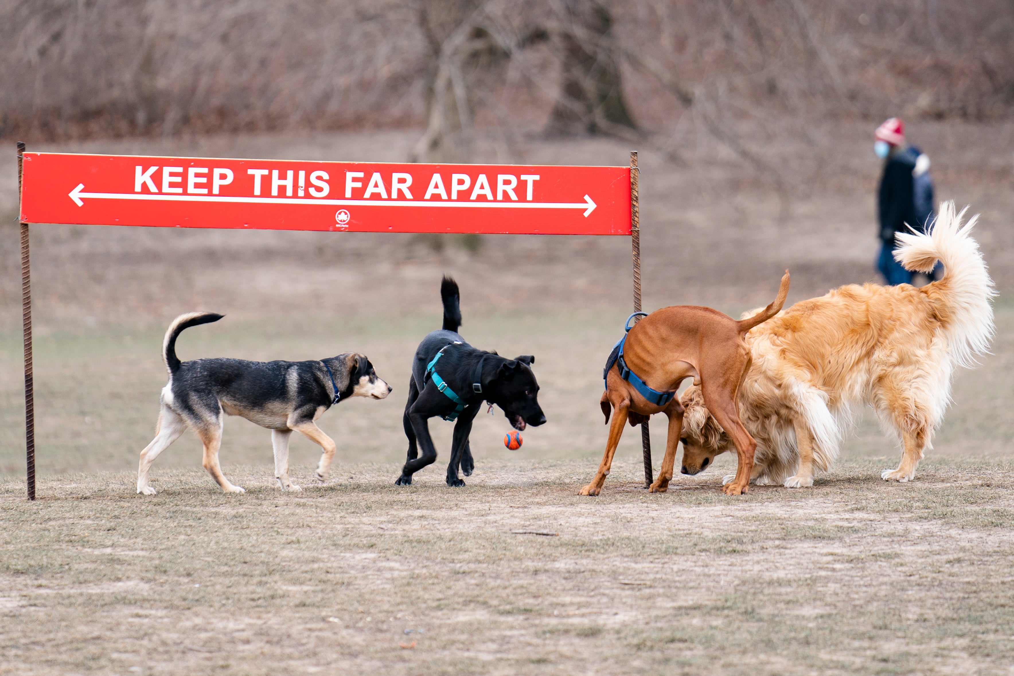 Virus Outbreak Dog Parks