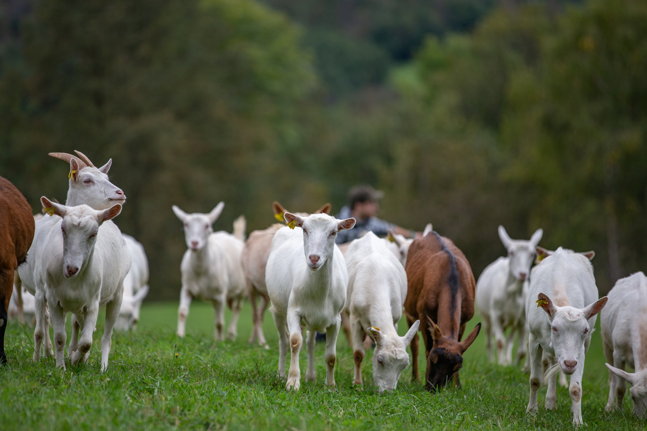 Biologists watched a small herd of Namibian goats to study their behaviour