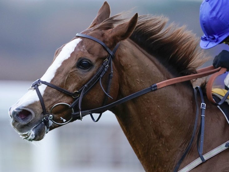 Not So Sleepy has designs on the Champion Hurdle