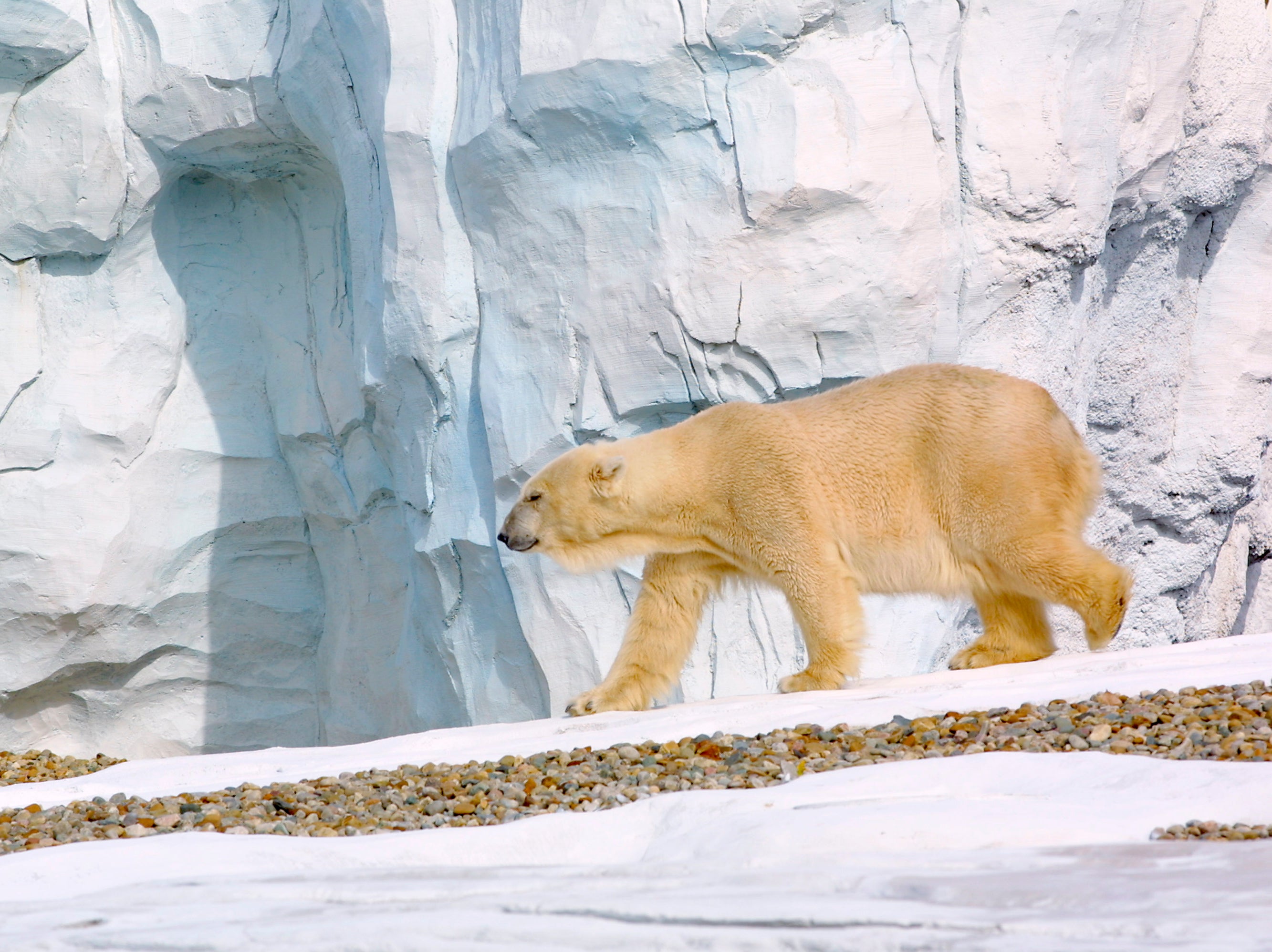 Female polar bear killed during breeding at Detroit Zoo