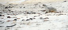 Mysterious California sea-lion deaths linked to cancers caused by chemicals dumped after WWII