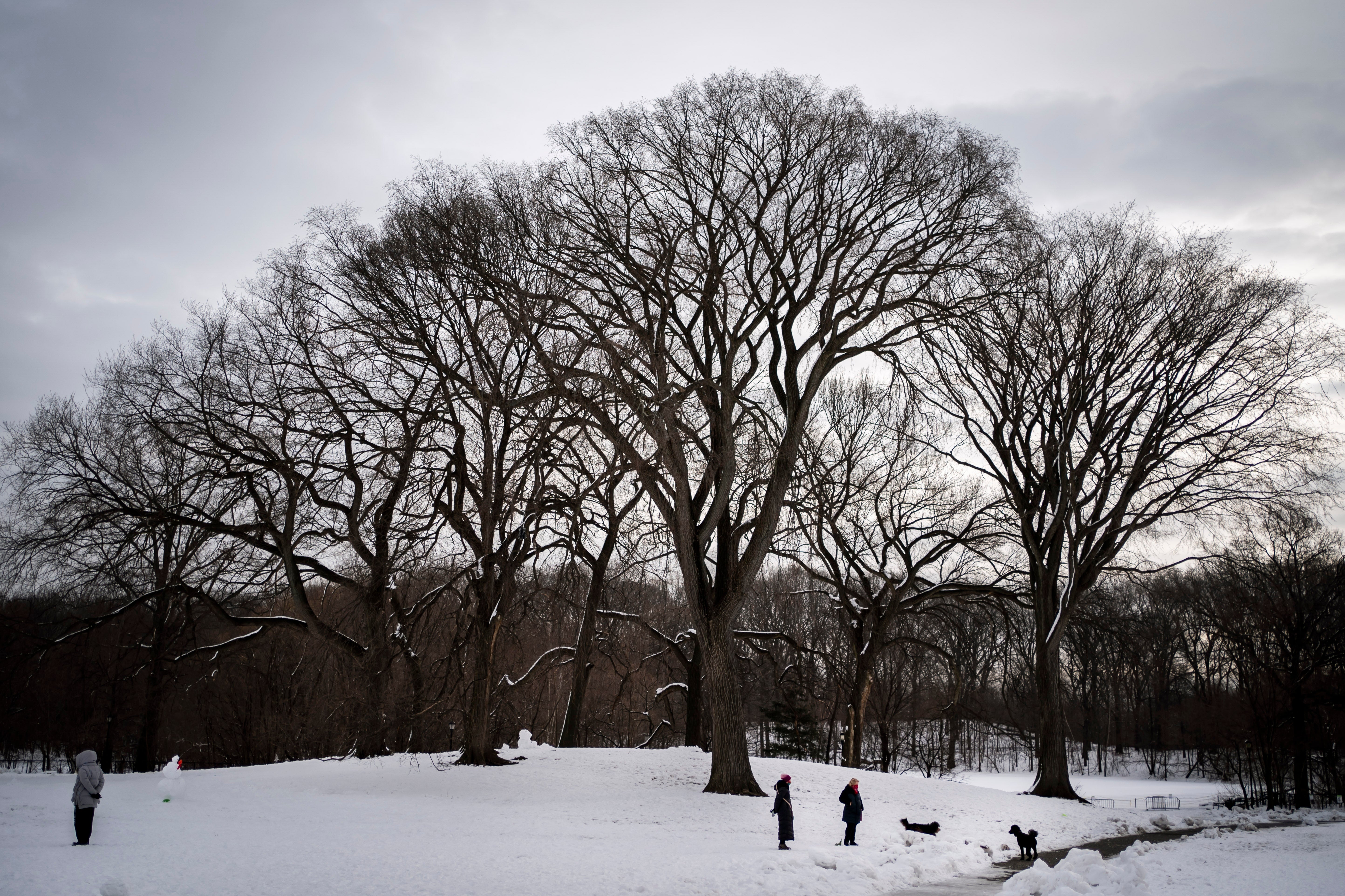 Winter Weather New York