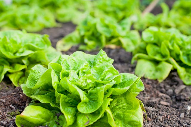 <p>Lettuce is the first horticultural species on which such a detailed study has been carried out</p>