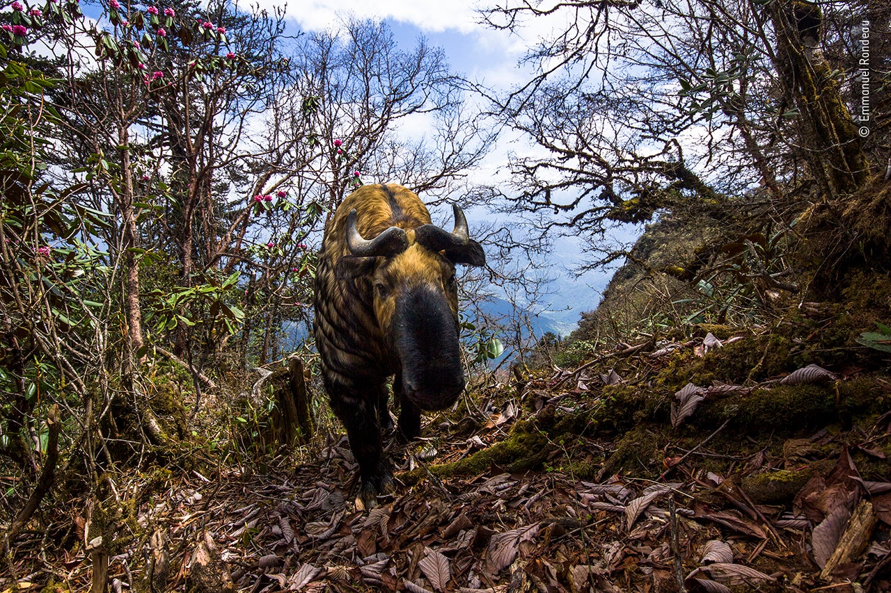 Undated handout photo issued by the Natural History Museum, of a takin on a path in the Bhutanese mountains, called Spirit of Bhutan by Emmanuel Rondeau, France