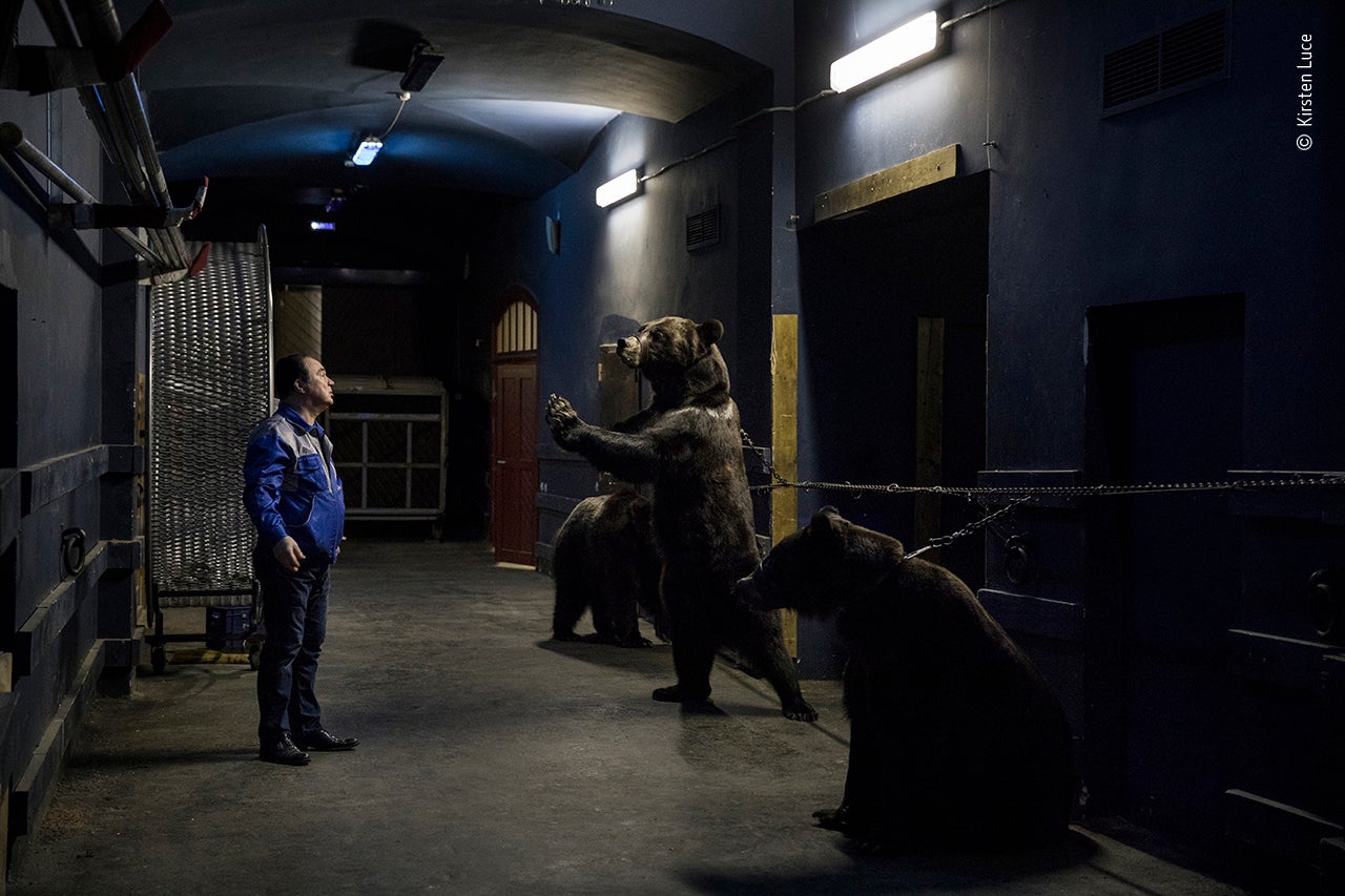 Undated handout photo issued by the Natural History Museum, of bear trainer Grant Ibragimov with Siberian brown bears, backstage at the Saint Petersburg State Circus, called Backstage at the circus by Kirsten Luce, USA
