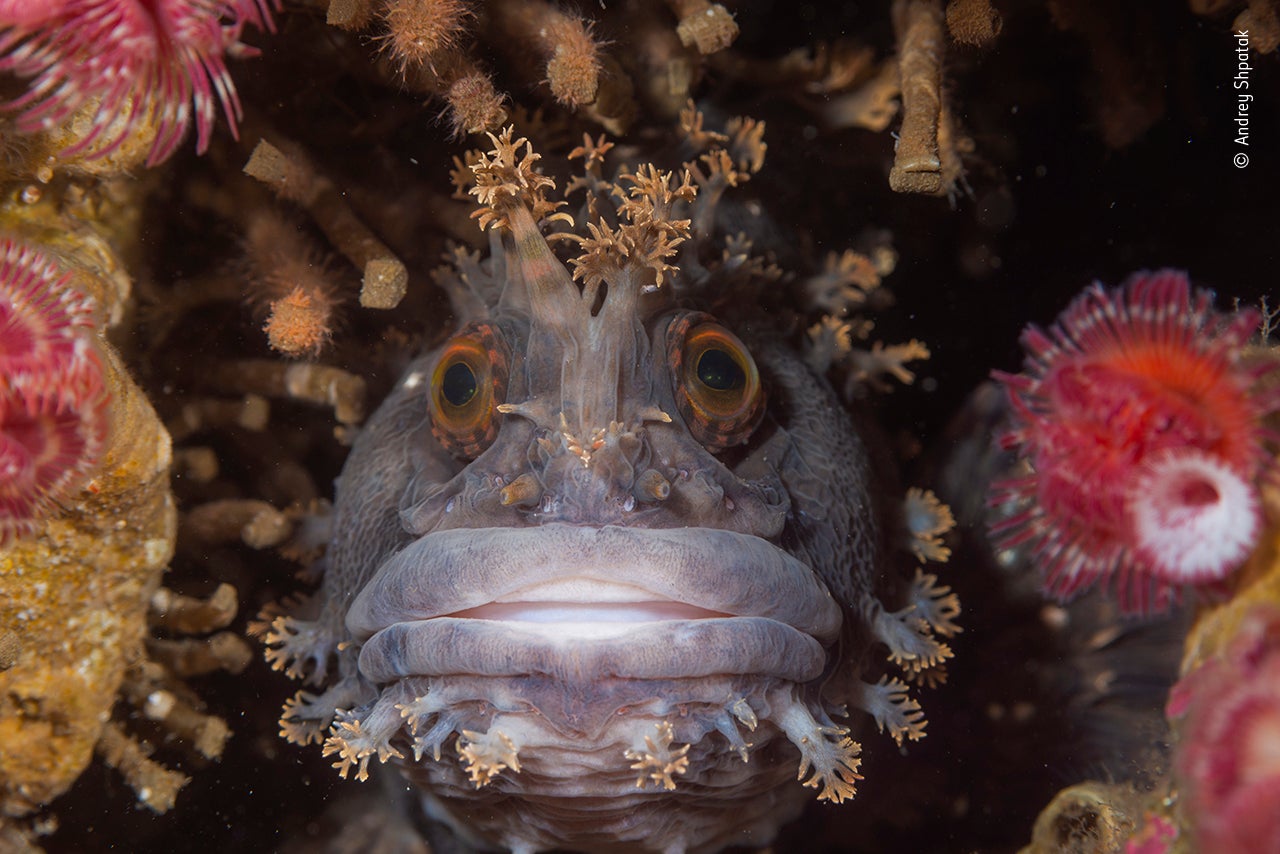 A Japanese warbonnet photographed in the north of the Gulf of Oprichnik in the Sea of Japan, called Eye to eye by Andrey Shpatak, Russia