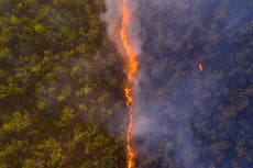 Australia bushfire photo revealing charred forest wins award in Wildlife Photographer of the Year contest