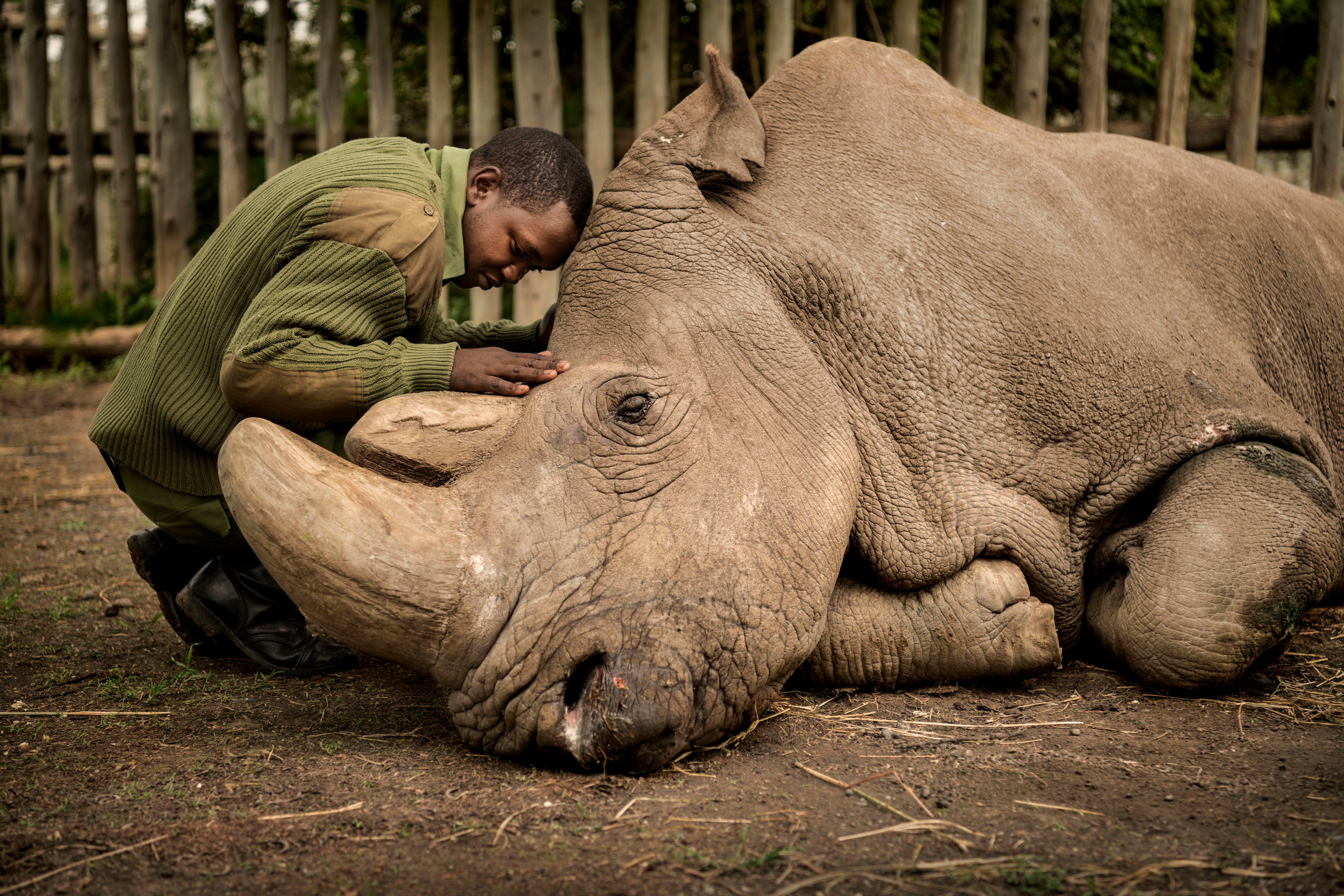 The last male northern white rhino in the world, capture moments before his death