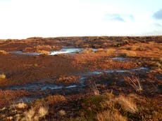 Government risks ‘international embarrassment’ over failure to protect carbon-rich peatlands