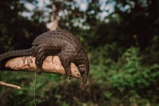 Coronaviruses linked to Covid-19 circulating in bats and pangolins in Southeast Asia, study finds