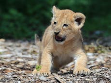 Lion cub dies during freezing night at Kent animal reserve