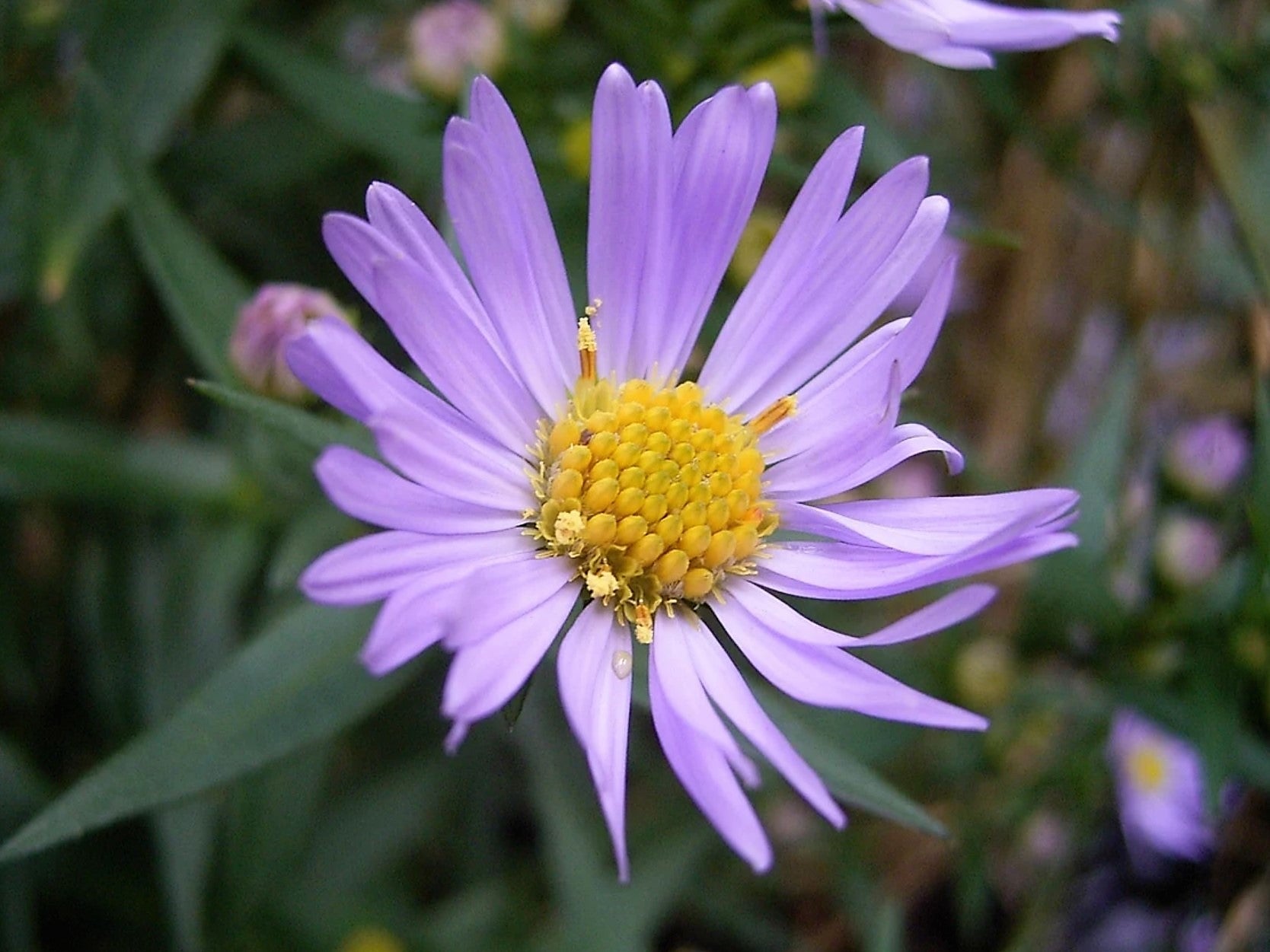 Wikimedia noticed ‘unusual media traffic patterns’ for this picture of a flower on 8 February, 2021