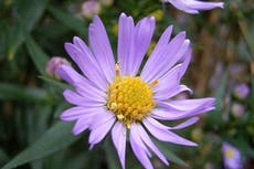 Web mystery sees random flower picture receive 90 million hits every day