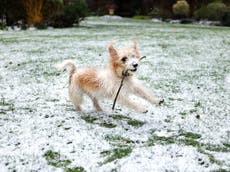 Downing Street defends employing taxpayer-funded photographers to take photos of Boris Johnson’s dog