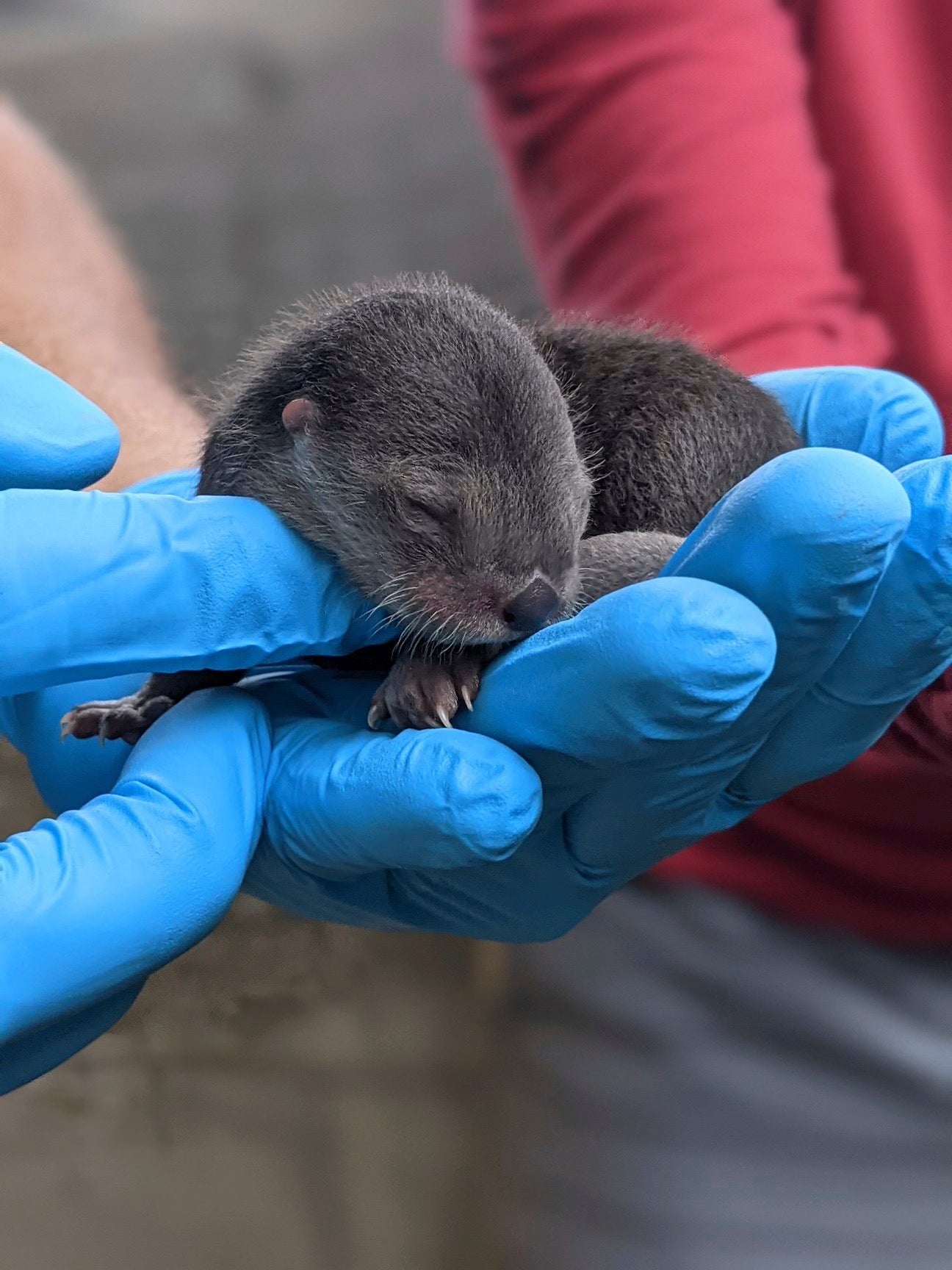 Baby Otters-Zoo Miami