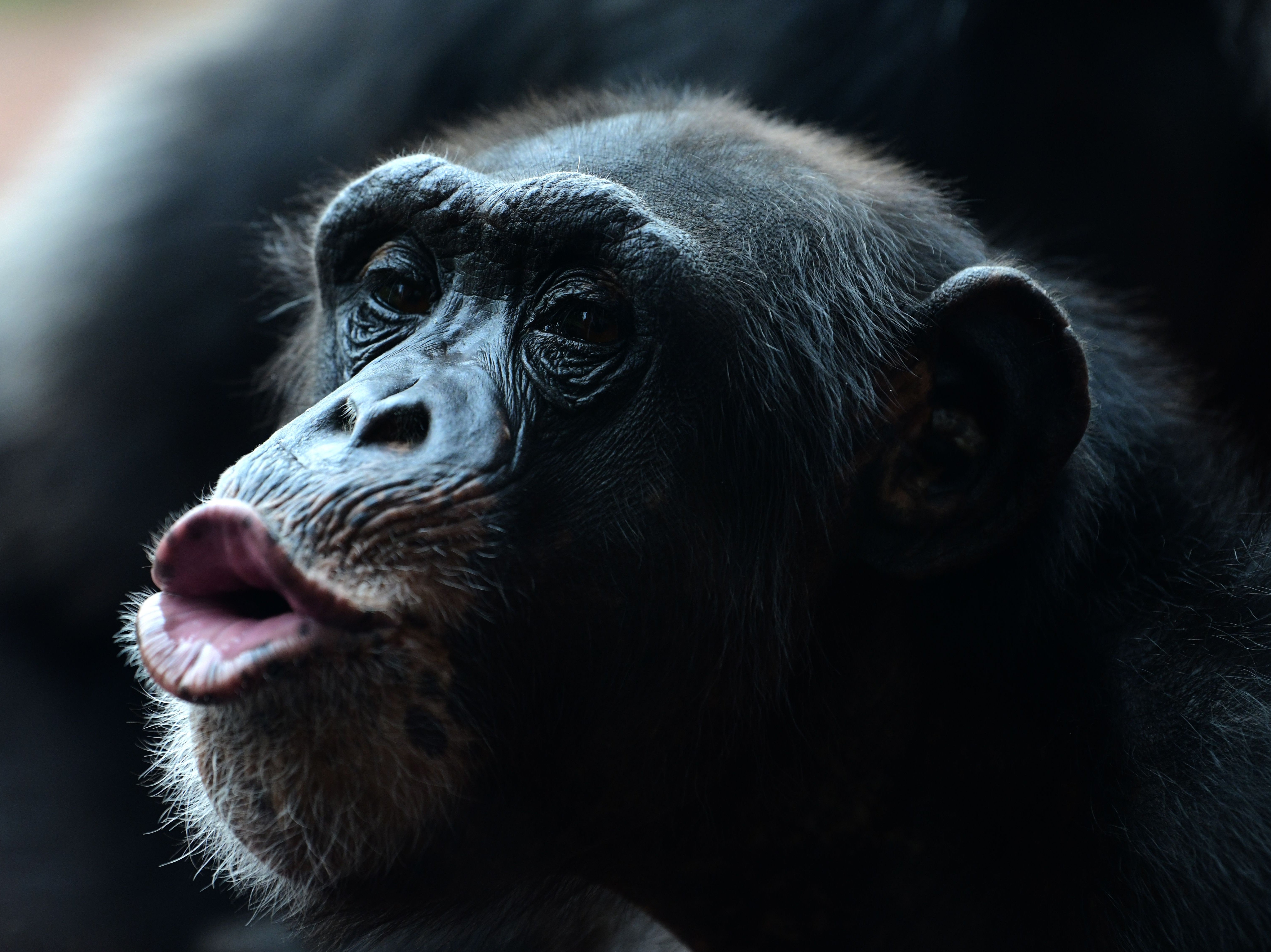 A chimpanzee at a German zoo