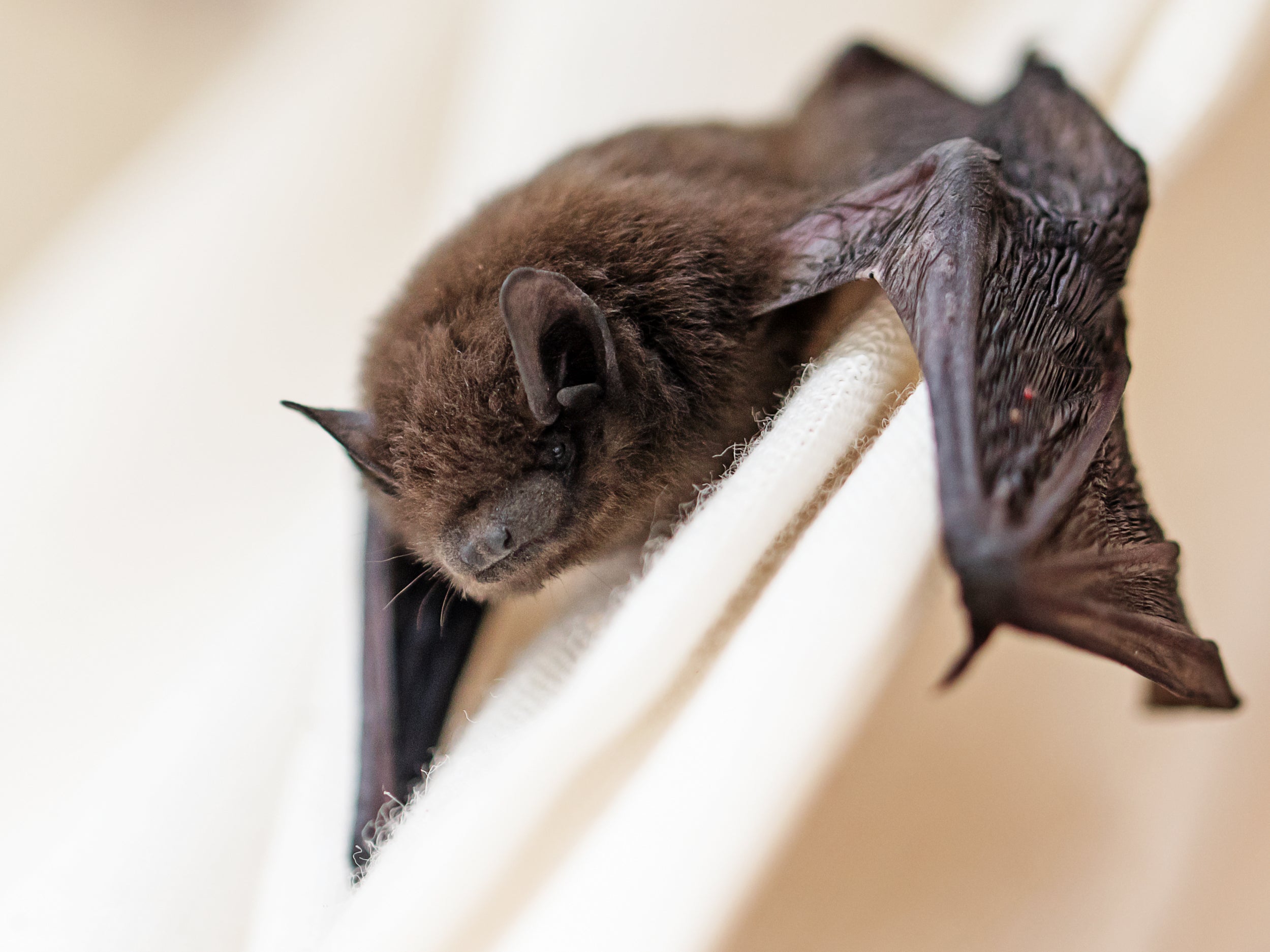 Fatal attraction: Bats have been killed by wind turbines in countries all around the world