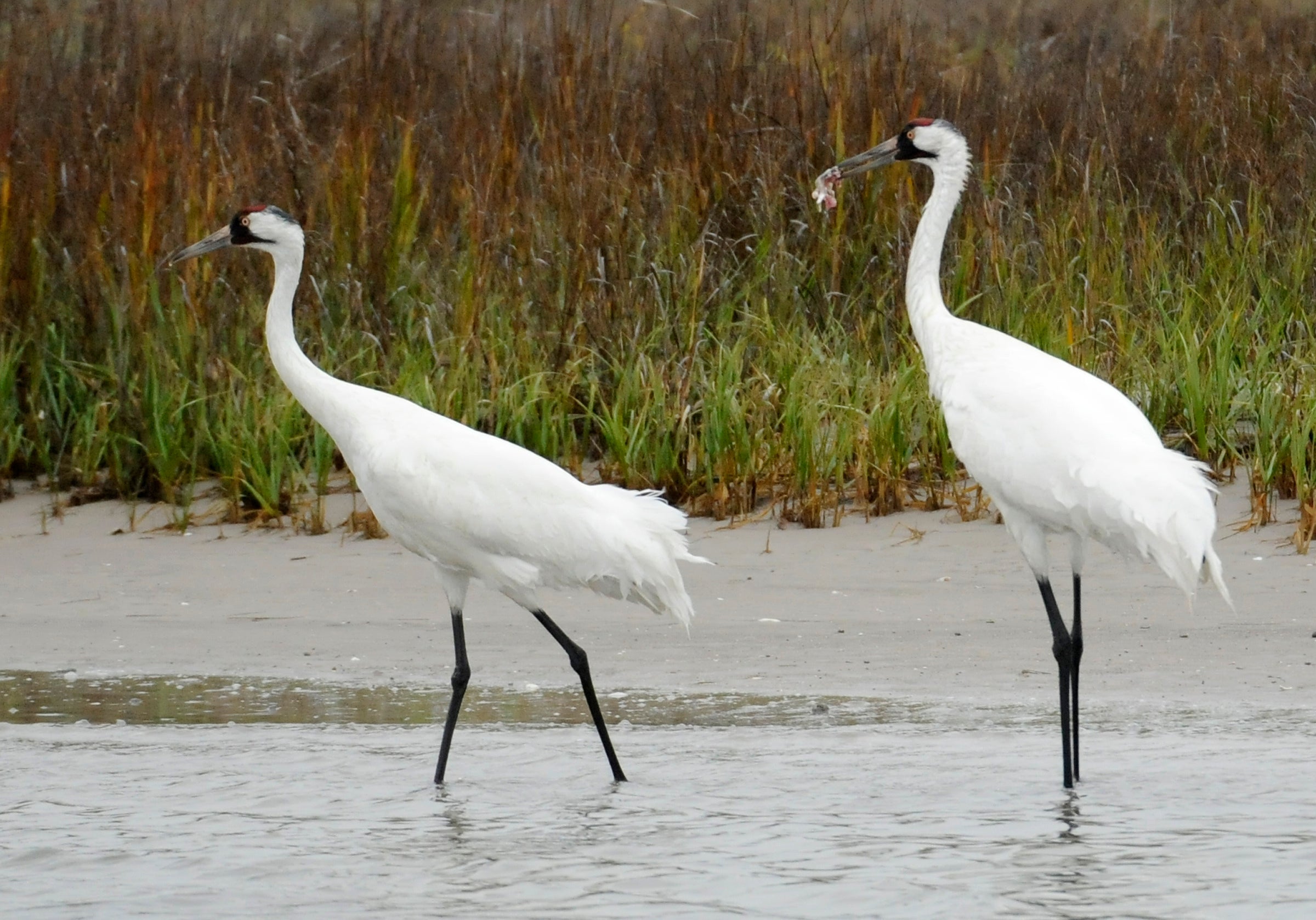 Virus Outbreak Whooping Cranes