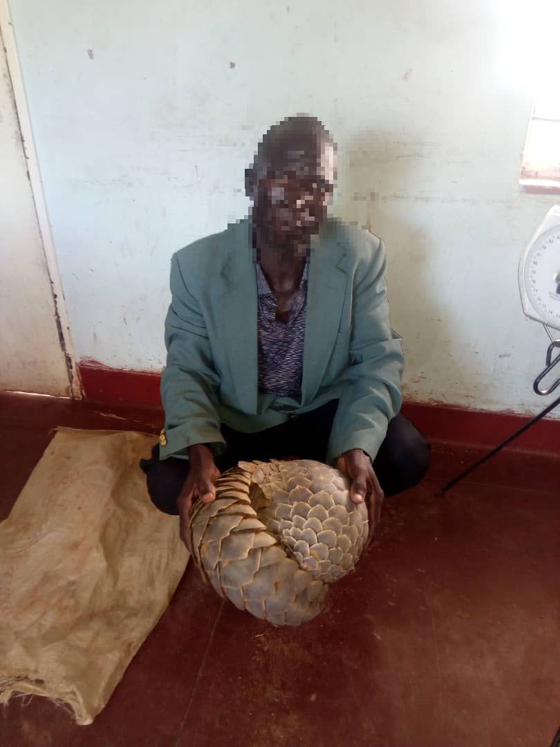 The suspected pangolin poacher apprehended by SAPU KAZA in December